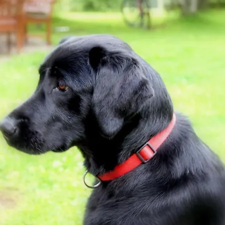 Hotel Schwarzwaldhof Nicklas