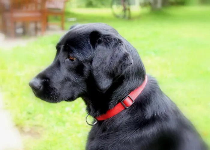 Hotel Schwarzwaldhof Nicklas